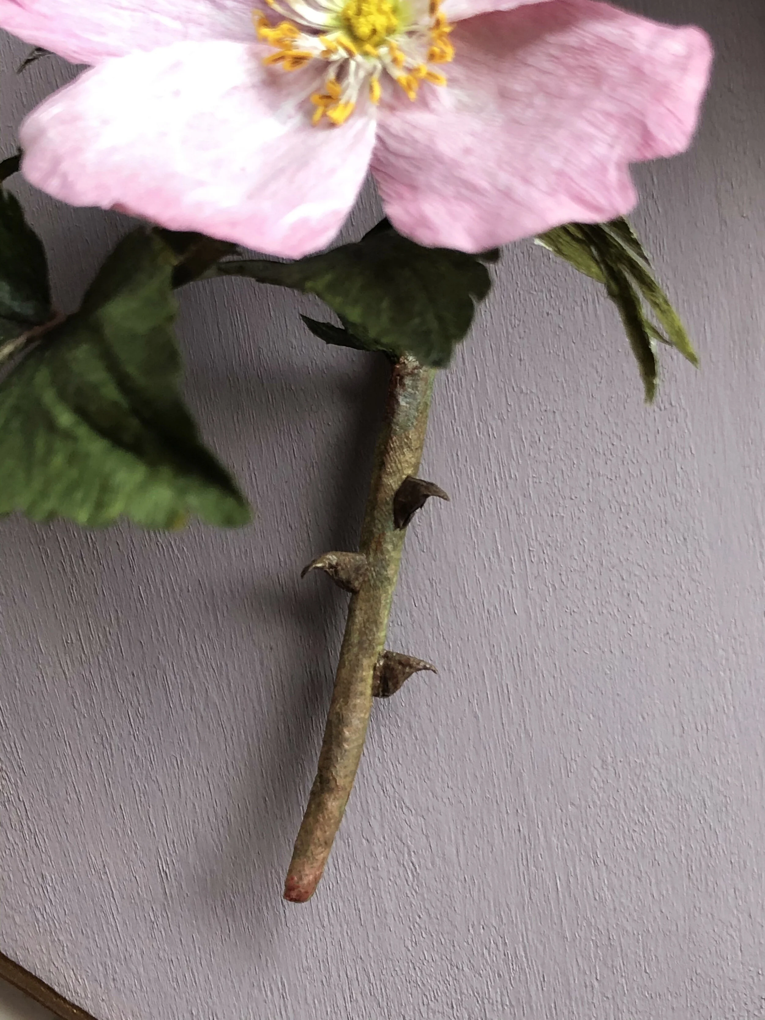 Wild Rose — Golden Age Botanicals